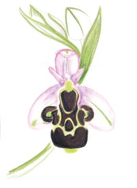 Sortie de dessin naturaliste