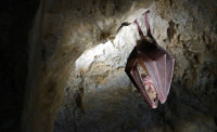 Des rhinolophes dans les oliviers